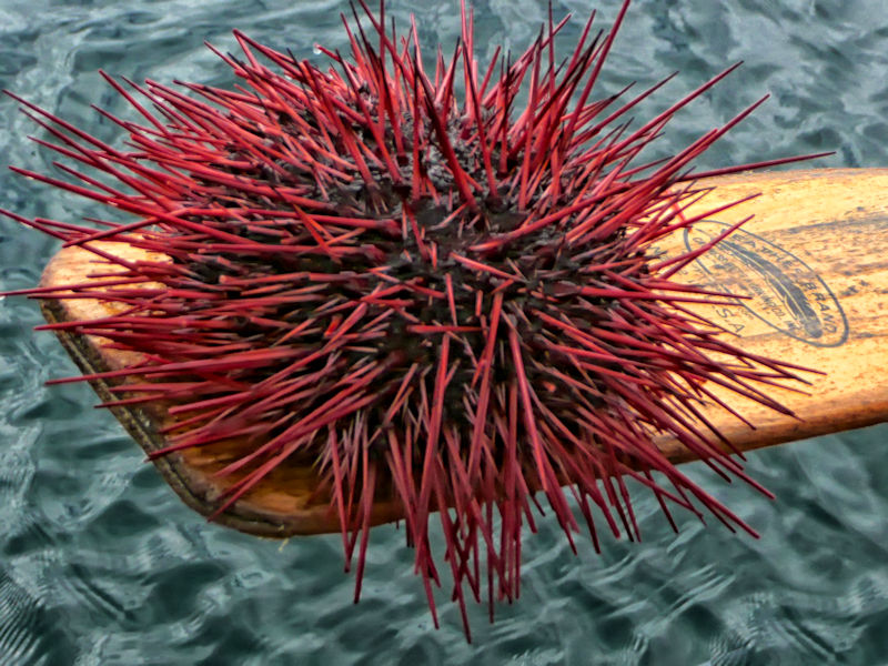 Red sea urchin, Gwaii Haanas National Park Reserve, Haida Gwaii, BC